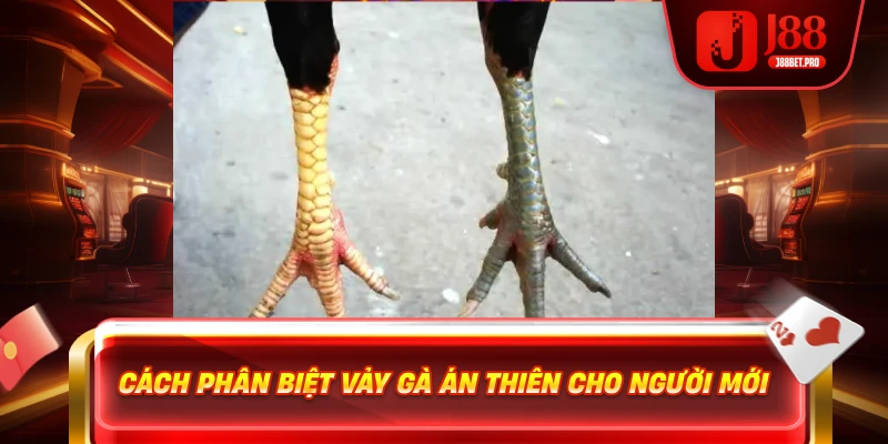 Cách phân biệt vảy gà Án Thiên cho người mới